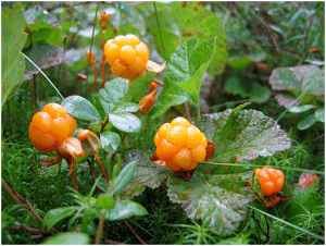 میوه تمشک شمالی 1 cloudberry