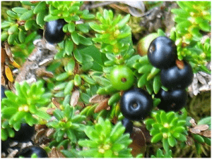 crowberry