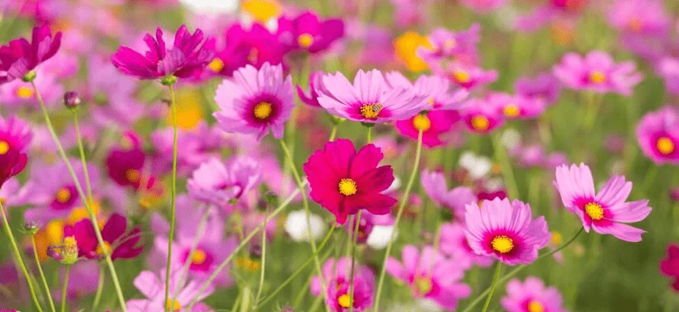 سیب آس 2 flower