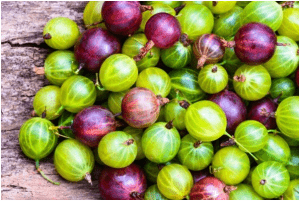 انگور فرنگی 1 gooseberry