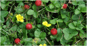 توت فرنگی هندی 1 indian strawberry