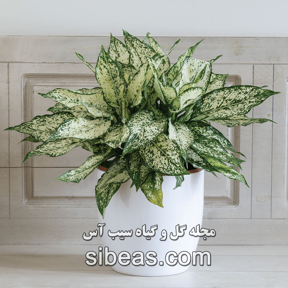 گیاه آگلونما سفید | سیب آس