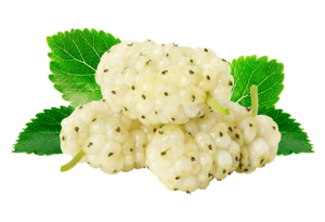 توت سفید 1 white mulberry