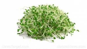 جوانه یونجه