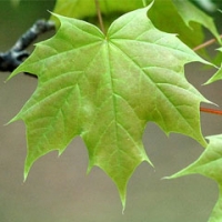 درخت افرای شبه چناری