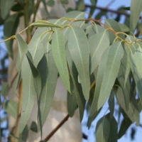 درخت اکالیپتوس سیب آس