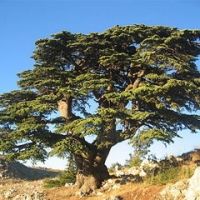 درخت سدر لبنان سیب آس