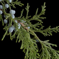 درخت سرو کوهی سیب آس