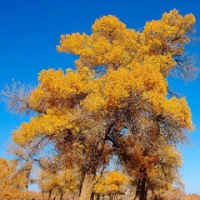 درخت پده سیب آس