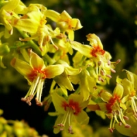 درخت چینی سیب آس
