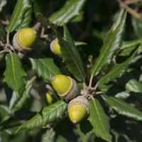 درختچه بلوط همیشه سبز سیب آس