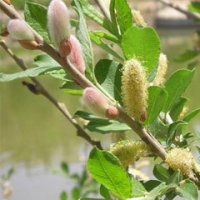 درختچه بیدمشک سیب آس