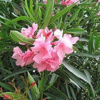 درختچه خرزهره سیب آس