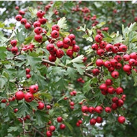 درختچه دیوخاریا خفچه سیب آس