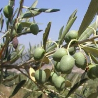 درختچه زیتون معمولی سیب آس