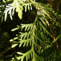 درختچه سدر سفید سیب آس