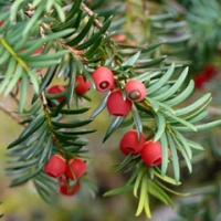 درختچه سرخدارسیب آس