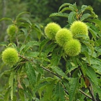 درختچه شاه بلوط آمریکایی سیب آس