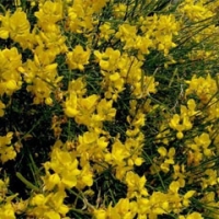 درختچه طاووسی سیب آس