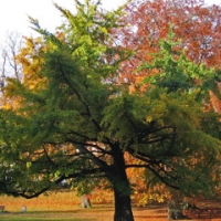 درختچه ژینکو سیب آس