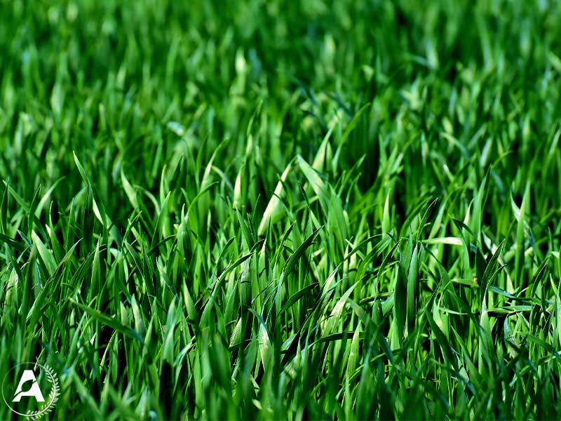 راه-های-مراقبت-و-نگهداری-از-چمن-طبیعی سیب آس
