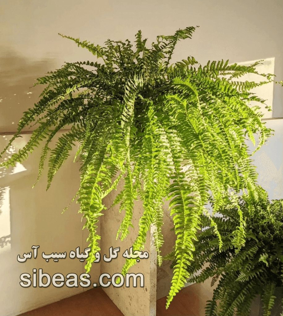 گیاه سرخس بوستون | سیب آس