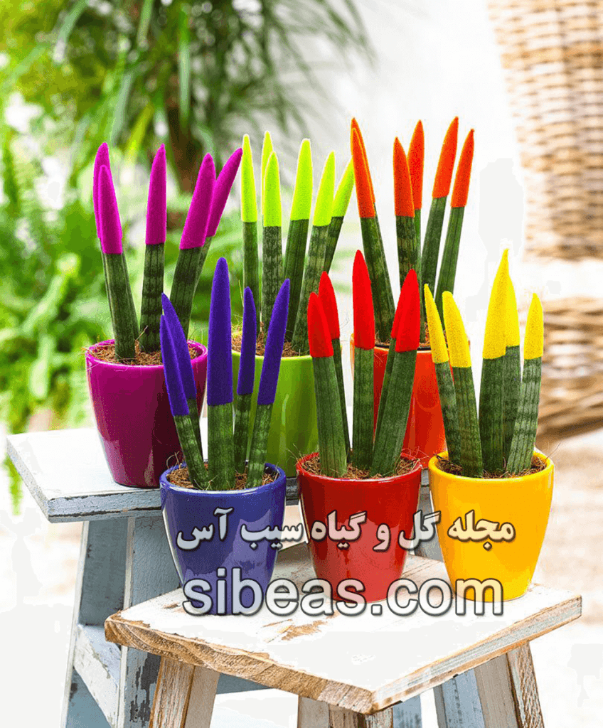 گیاه سانسوریا | سیب آس