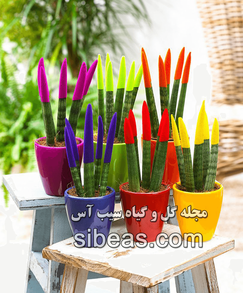 سگیاه-سانسوریای-نیزه-ای گیاه سانسوریا | سیب آس