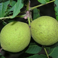 گردوی سیاه سیب آس