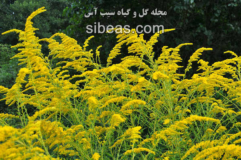 گل آبشار طلایی (علفی) | سیب آس