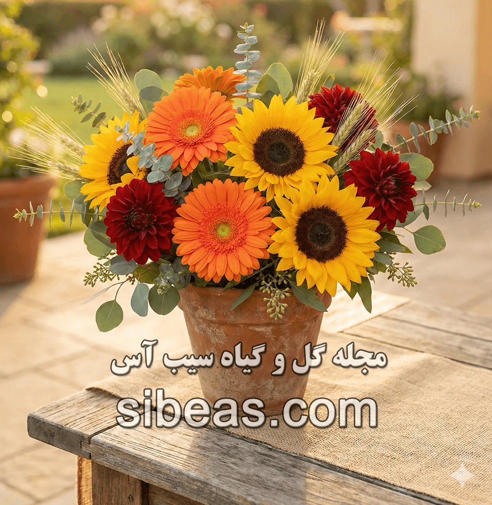 گل آفتابگردان | سیب آس