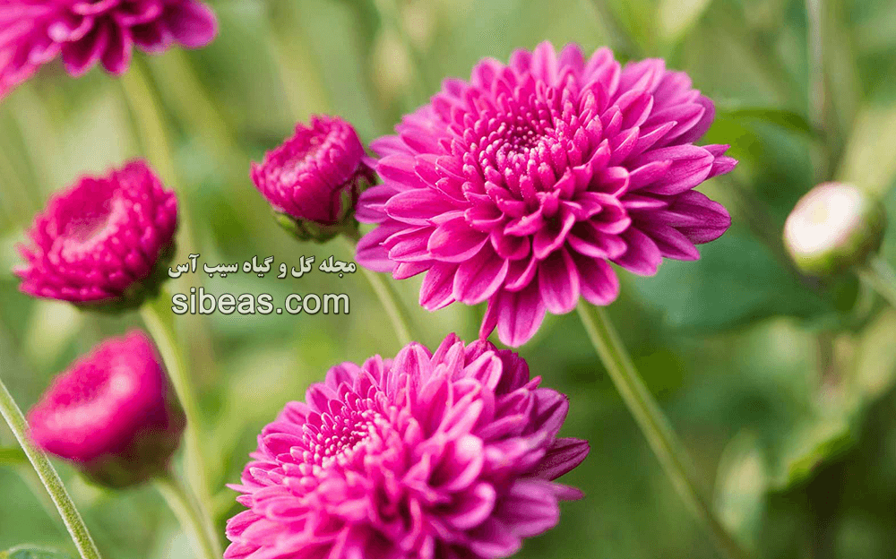 گل داوودی | سیب آس