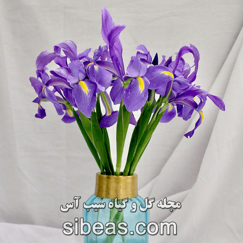 گل زنبق | سیب آس