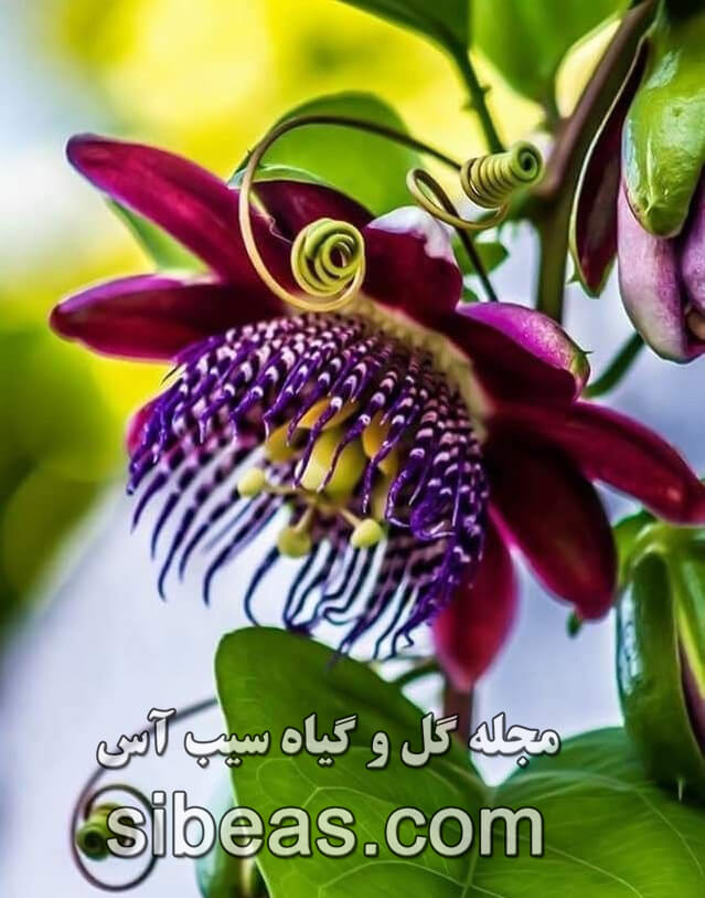 گل ساعتی گل درشت | سیب آس