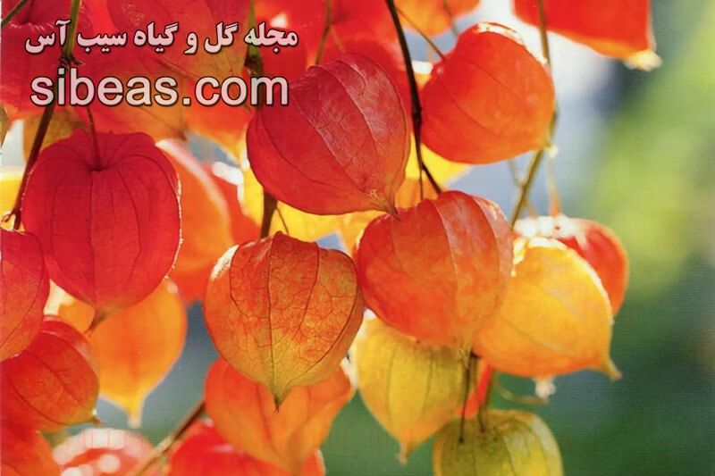 گل عروسک پشت پرده | سیب آس