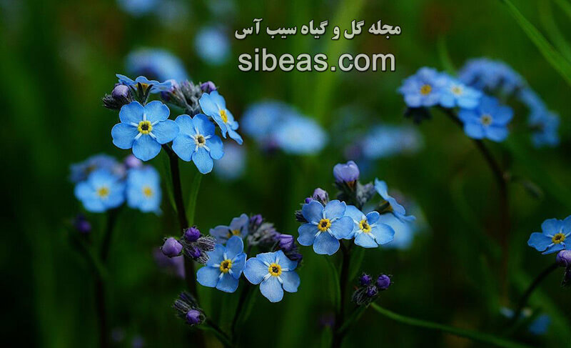 گل فراموشم مکن | سیب آس