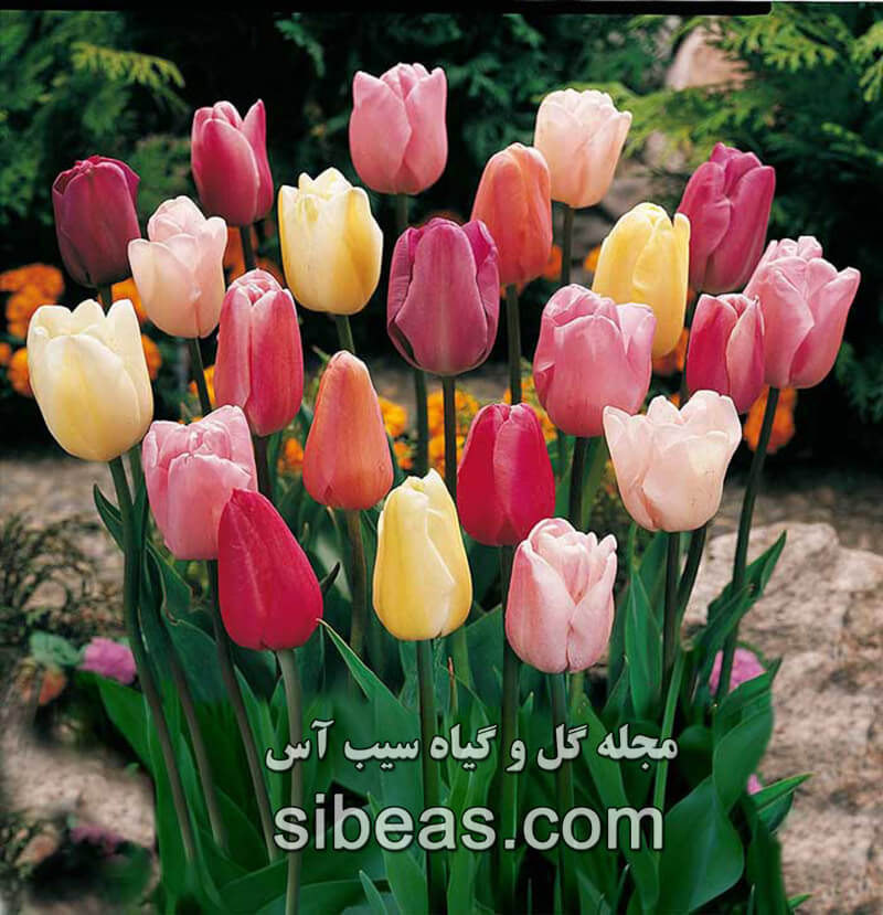 گل لاله | سیب آس