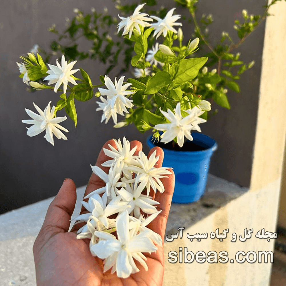گل یاسمین | سیب آس