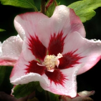 گیاه ختمی درختی سیب آس