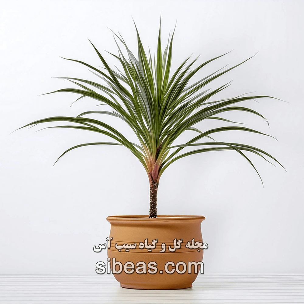 گیاه دراسینا | سیب آس