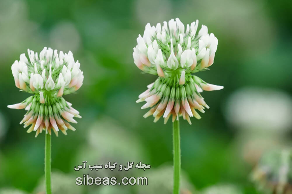 گیاه شبدر سفید(شفتل) | سیب آس