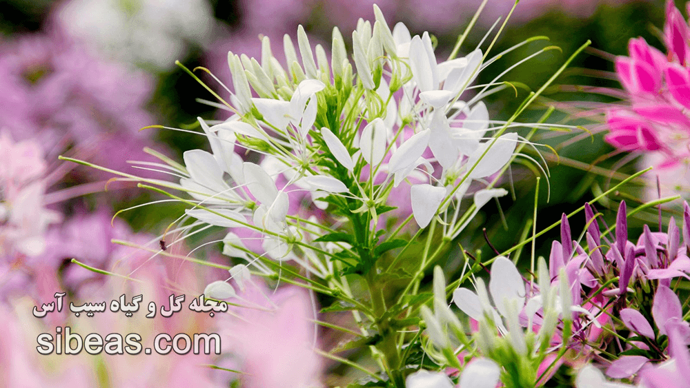 گیاه عنکبوتی | سیب آس