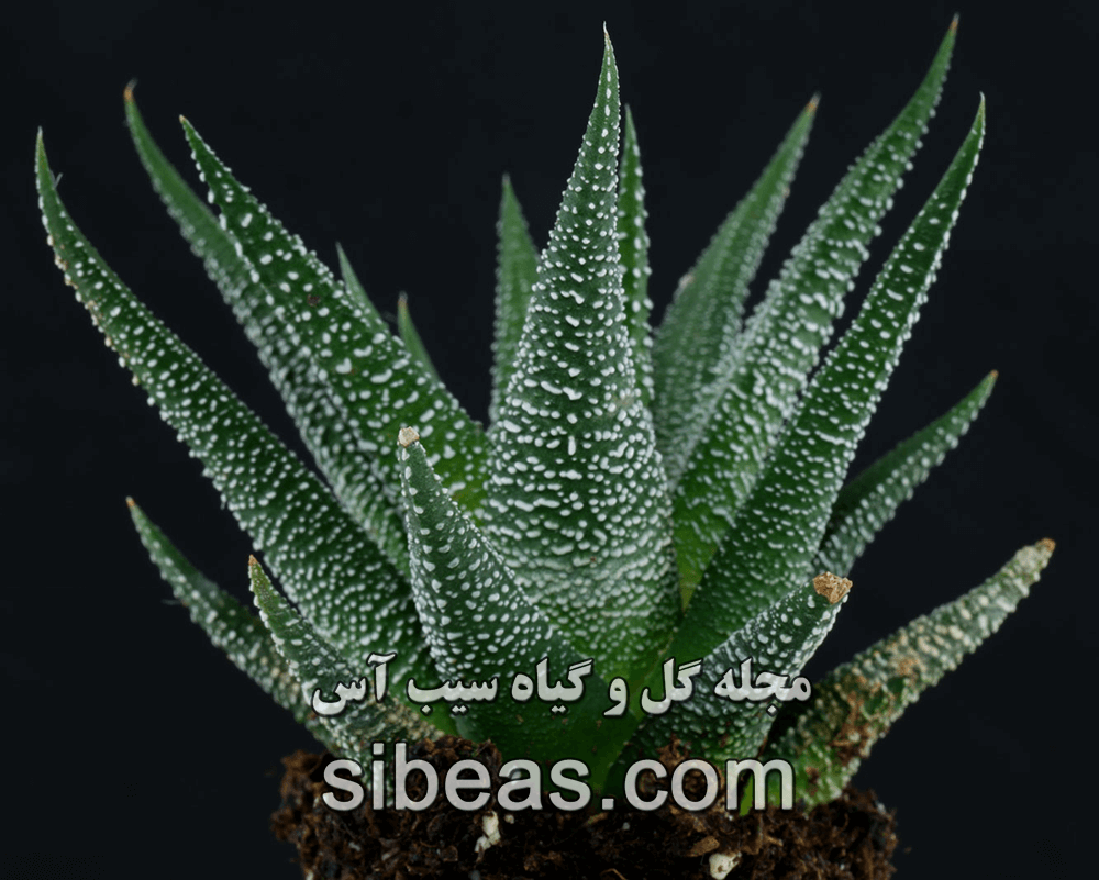 گیاه هاورتیا گورخری سیب آس