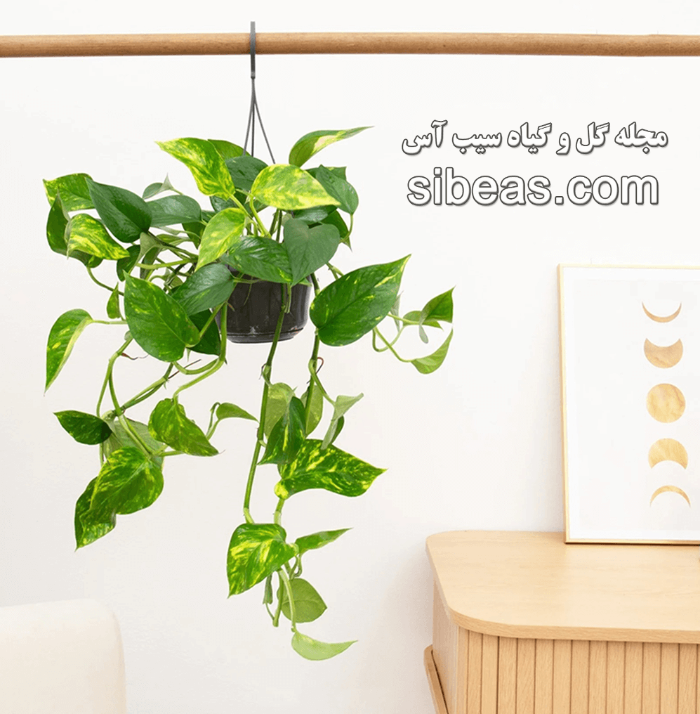 گیاه پوتوس ابلق | سیب آس