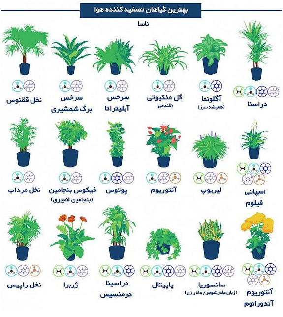 نام گیاهان تصفیه کننده
