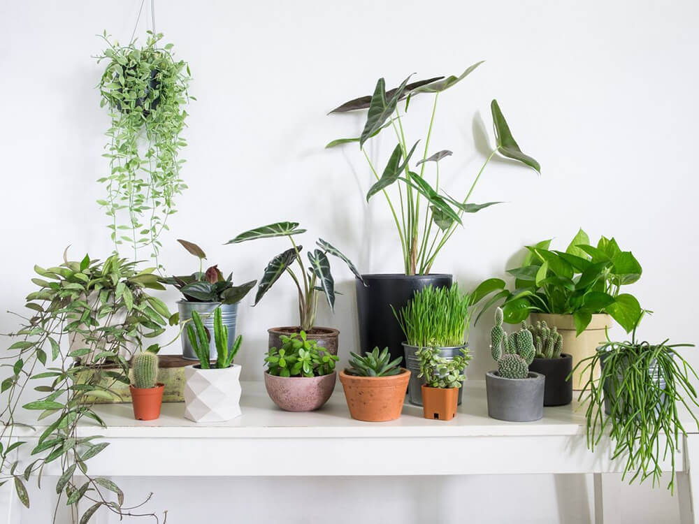بهترین کود گیاهان آپارتمانی 