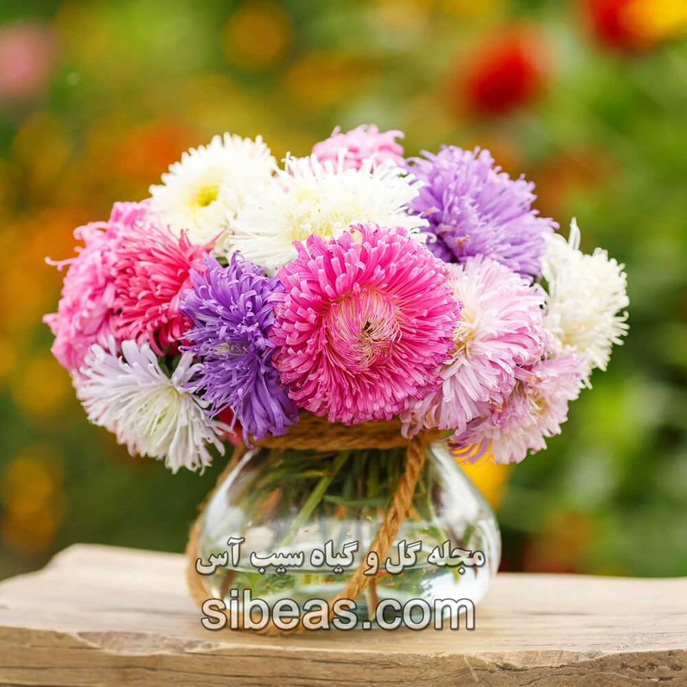 گل مینای یکساله | سیب آس
