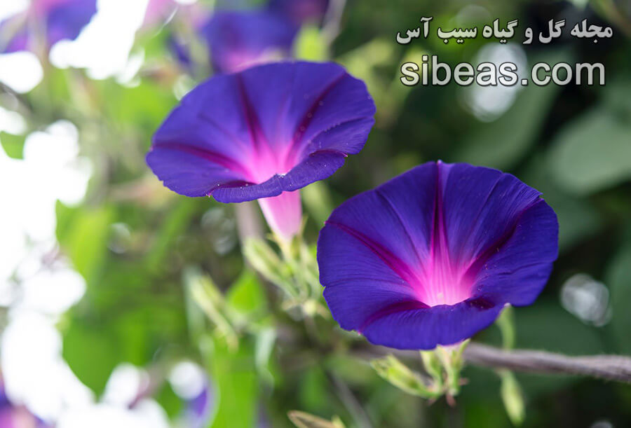 گل نیلوفر ارغوانی | سیب آس