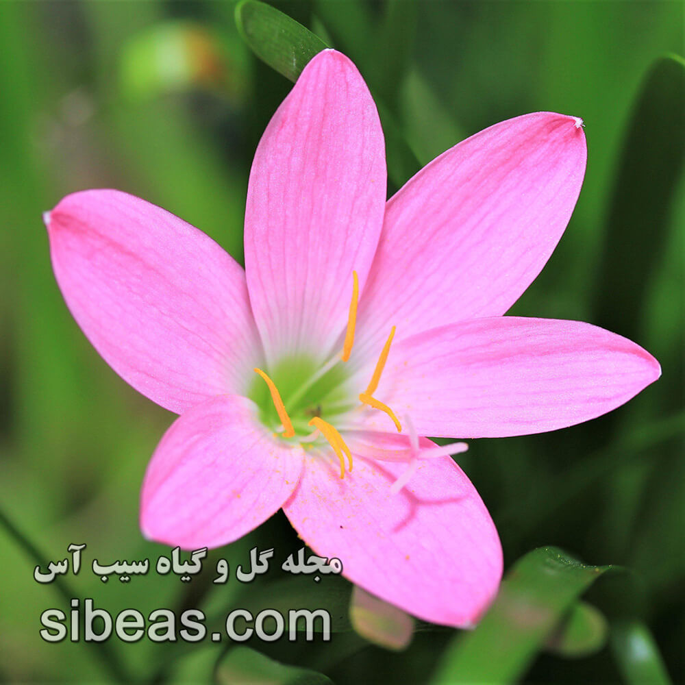نیلوفر باران صورتی | سیب آس