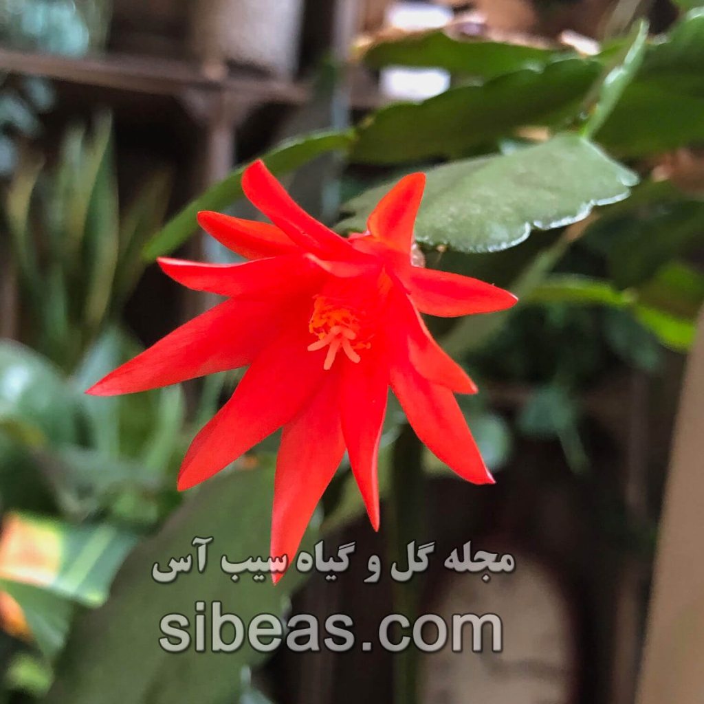 کاکتوس عید پاک سیب آس
